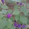Louise's Beautyberry Tincture