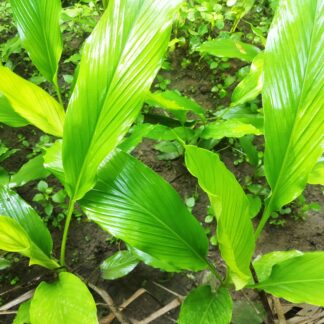 mini lavender with turmeric