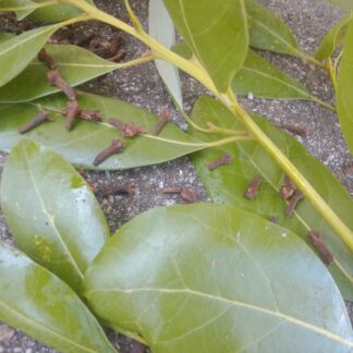 Peppermint Clove - with Florida Bay
